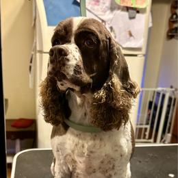 Daisy - Cocker Spaniel