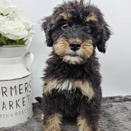 Daffodil - Phantom female Bernedoodle puppy in Granton, Wisconsin from Rose River Farms