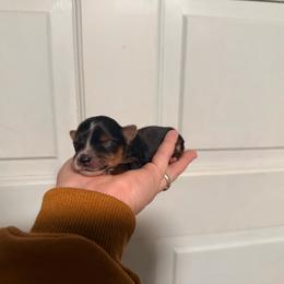 Small stripe - Black and tan male Yorkshire Terrier puppy in Boone, North Carolina from Coffeycup Yorkies