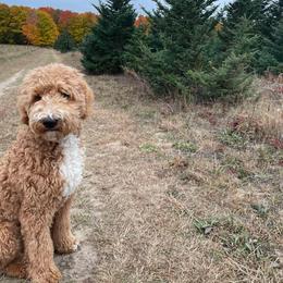 Goldendoodle Puppies from Hannah Mae Doodles