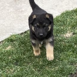 German Shepherd Puppies from Robinsons AKC German Shepherds