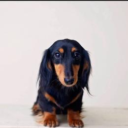 Agnes - Black and tan female Dachshund puppy in Venice, Florida from Crowline Kennels