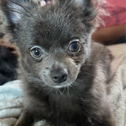 Misty - Blue female Pomeranian puppy in Brentwood, California from Royalpawpoms