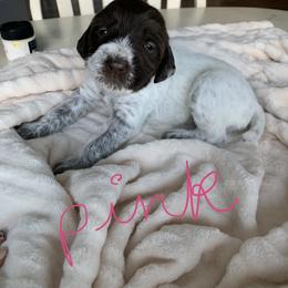 Wirehaired Pointing Griffon Puppies from Happy Hollow Griffons