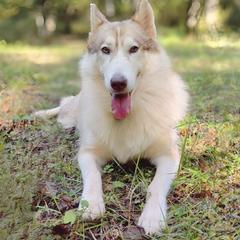 Oktusha - Native American Indian Dog