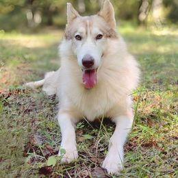 Oktusha - Native American Indian Dog