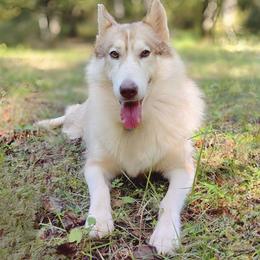 Oktusha - Native American Indian Dog