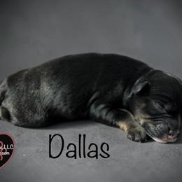 1 Dallas - Black and white male Schnoodle puppy in Saint Augustine, Florida from Gunnie Luv, LLC