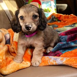 Dachshund Puppies from KR Mini Daschunds