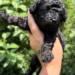Velvet - Black male Poodle puppy in Sumter, South Carolina from Lixira Poodles LLC