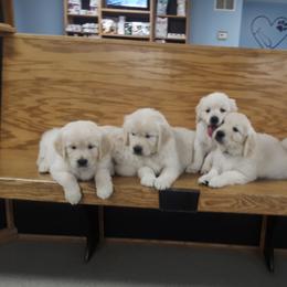 Golden Retriever Puppies from Fiddle In Gold Retrievers
