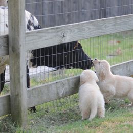 Golden Retriever Puppies from Scion Golden Retrievers