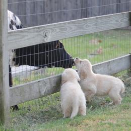 Golden Retriever Puppies from Scion Golden Retrievers