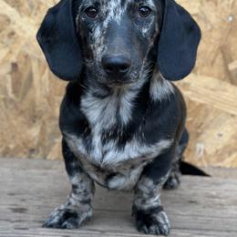 Blaze - Dachshund