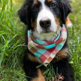 Bernese Mountain Dog Puppies from Lonesome Pine Farm