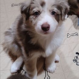 Pumpkin - Red merle female Australian Shepherd puppy in Lubbock, Texas from Barn Raised Aussies