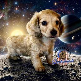 AFDs Gus - Cream male Dachshund puppy in Waverly, Ohio from Always Faithful Dachshunds
