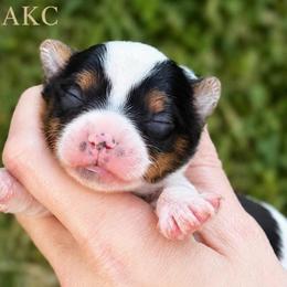 Little Ollie AKC - Parti male Yorkshire Terrier puppy in Hope, Indiana from DJ Yorkies