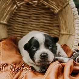 Rowena - Blue speckled female Australian Cattle Dog puppy in Runnels County, Texas from MC Heelers & Aussies