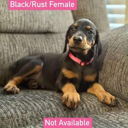 Girl 3 - Black and rust female Doberman Pinscher puppy in Lake City, Florida from Paintedcrazy Doberman Pinchers