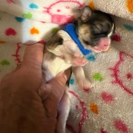Legend - Brindle male Shih Tzu puppy in Temple, Pennsylvania from Kathy Diego's Shih Tzus