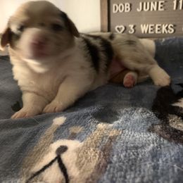 American Corgi Puppies from Mac-Kuz Kennels