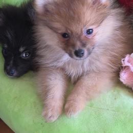 Percy - Orange sable male Pomeranian puppy in El Centro, California from BabyBooPoms