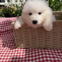 Girl 1 Hot pink collar - White female Samoyed puppy in Glasgow, Kentucky from Bluegrass Samoyeds