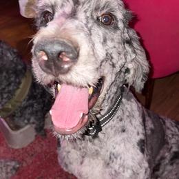 Oreo - Merle male Goldendoodle puppy in El Paso, Texas from Zeusthemoosedoodles