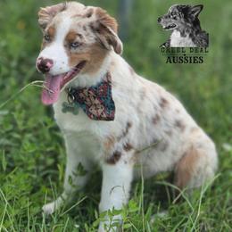 Jett - Australian Shepherd