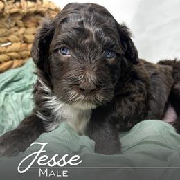 Jesse - Brown and white male Portuguese Water Dog puppy in Asheville, North Carolina from Top Notch Portuguese Water Dogs