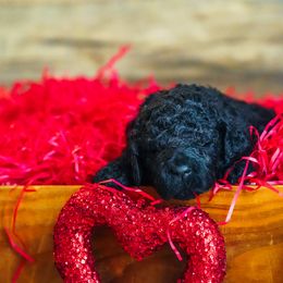 Goldendoodle Puppies from Willow’s Doodles