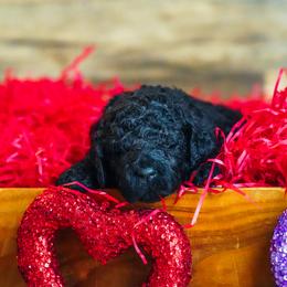 Goldendoodle Puppies from Willow’s Doodles