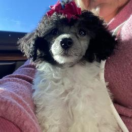 Sassy - Poodle