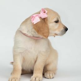 Golden Retriever Puppies from Valley County Goldens