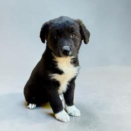 Lyric Morgan - Black tri-color female Australian Shepherd puppy in Statesville, North Carolina from Charming Australian Shepherds