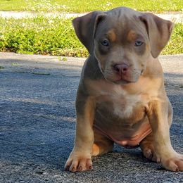 Girl 3 - American Bully puppy in Florida from Formidabull Kennels