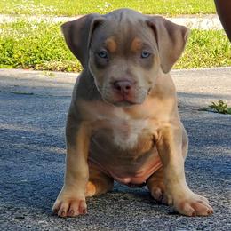 Girl 3 - American Bully puppy in Florida from Formidabull Kennels