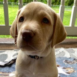 Ren - Yellow male Labrador Retriever puppy in Hartly, Delaware from Triple Threat Labradors