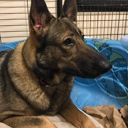 Retta - German Shepherd