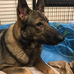 Retta - German Shepherd