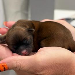 Drake - Black and tan male Shih Tzu puppy in Fair Grove, Missouri from Hilltop Shih Tzus