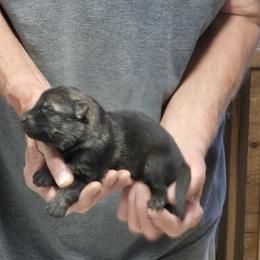 Boy 3 - Sable male German Shepherd puppy in Lake George, Colorado from High Country German Shepherds