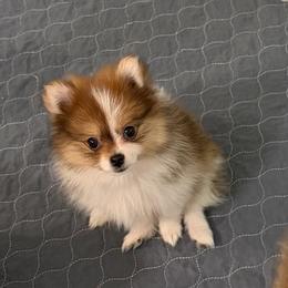 Girl 3 - Tri-colored female Pomeranian puppy in Decatur, Iowa from Lisa Greenhalgh