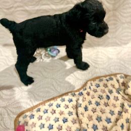 Giant Schnauzer and Poodle Puppies from Mississippi Poodles, Doodles and Giants
