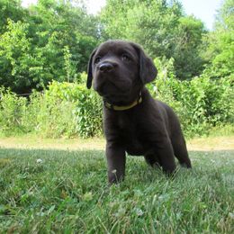Girl 1 - Chocolate Labrador Retriever puppy in Oregon, Illinois from Molly Ziegler's Labrador Retrievers