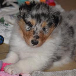 Heiress - Blue merle white and tan female Collie puppy in Danville, Pennsylvania from Brookwood Collies, Smooth & Rough