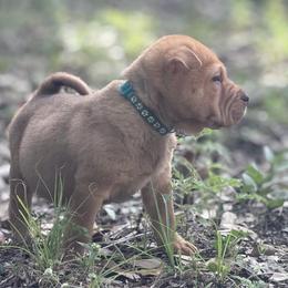 Maple - Red sable male Chinese Shar-Pei puppy in Lehigh Acres, Florida from Florida Wrinkles