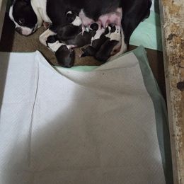 Boston Terrier Puppies from Pixie Pups