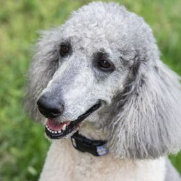 Shiloh - Poodle